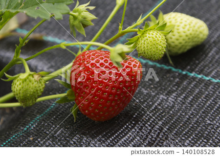 Ripe Red Strawberry Growing on Vine in Garden Ripe Red Strawberry Growing on Vine in Garden 140108528