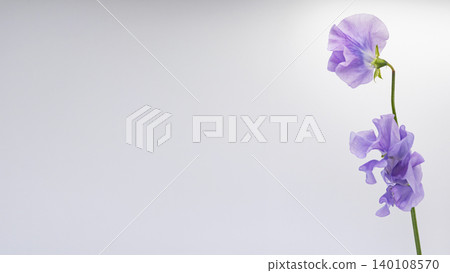 Purple sweet pea flower, macro photography, white background, copy space, spring flower material 140108570