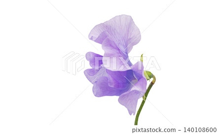 Purple sweet pea flower, macro photography, transparent background, elegant and sophisticated floral image. 140108600