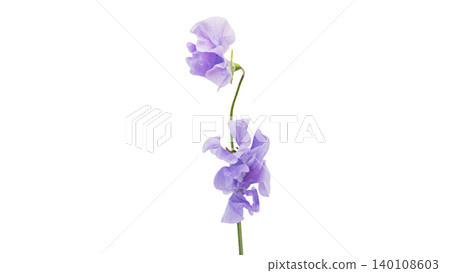Purple sweet pea flower, macro photography, transparent background, elegant and sophisticated floral image. 140108603