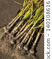 Fresh garlic with roots still attached, immediately after harvesting 140108616