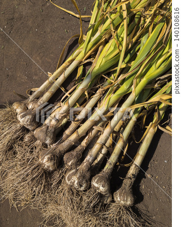 Fresh garlic with roots still attached, immediately after harvesting Fresh garlic with roots still attached, immediately after harvesting 140108616