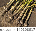 Fresh garlic with roots still attached, immediately after harvesting 140108617