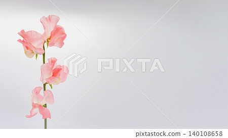 Pink sweet pea flowers, macro photography, white background, copy space, cute spring flower material. 140108658