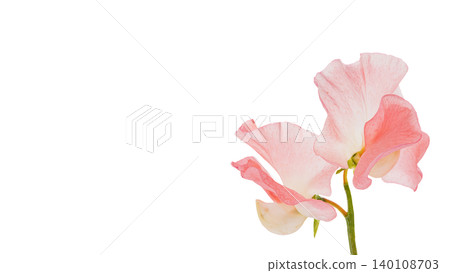 Pink sweet pea flower, macro photography, transparent background, elegant floral material. 140108703