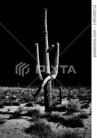 High Contrast Old Saguaro Cactus Sonora desert Arizona in Black and White 140108712