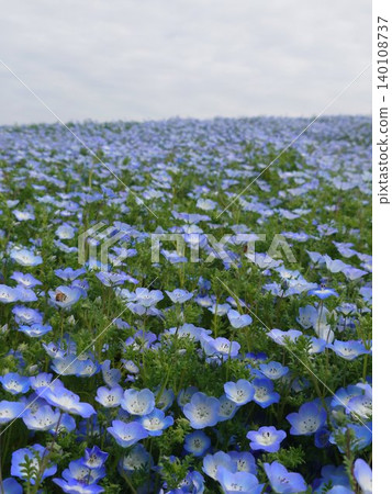 A scene of nemophila flowers in full bloom in spring and a bee. 140108737