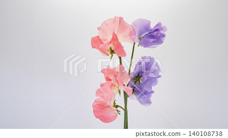 Purple and pink sweet peas, macro photography, white background, close-up, flower material. 140108738