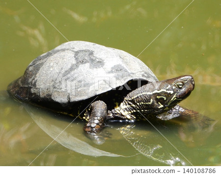 Red turtle (Green turtle) 140108786