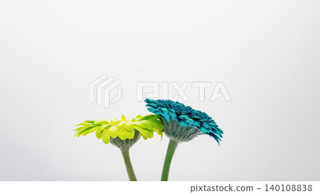Blue and yellow gerbera flowers, white background, macro photography, copy space, flower material. Blue and yellow gerbera flowers, white background, macro photography, copy space, flower material. 140108838