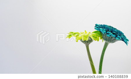 Blue and yellow gerbera flowers, white background, macro photography, copy space, flower material. Blue and yellow gerbera flowers, white background, macro photography, copy space, flower material. 140108839