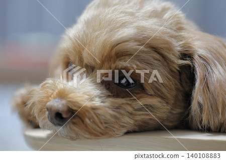 一隻玩具貴賓犬在椅子上放鬆地休息 140108883