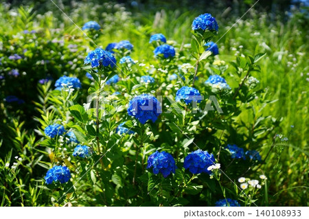 hydrangea hydrangea 140108933