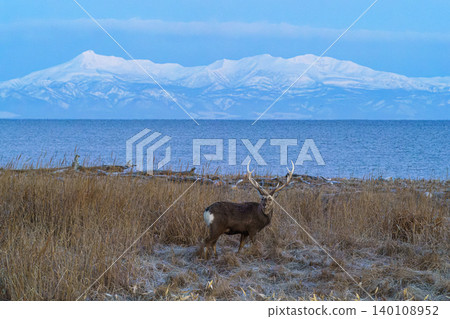 A breathtaking view of the Shiretoko mountain range and Hokkaido deer seen on a winter morning on the Notsuke Peninsula in Hokkaido. 140108952