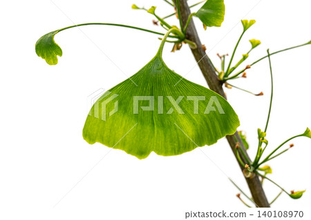 green ginkgo biloba leaf green ginkgo biloba leaf 140108970