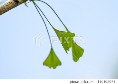 green ginkgo biloba leaf green ginkgo biloba leaf 140108971