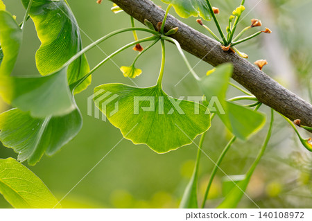green ginkgo biloba leaf green ginkgo biloba leaf 140108972
