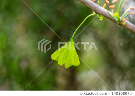 green ginkgo biloba leaf green ginkgo biloba leaf 140108973