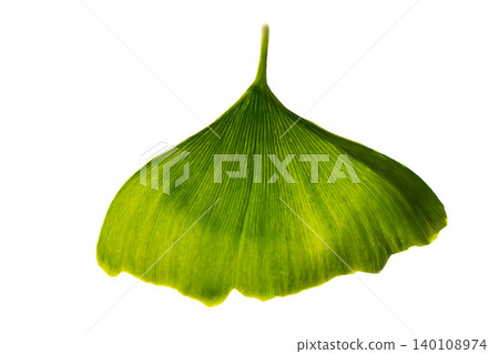 green ginkgo biloba leaf green ginkgo biloba leaf 140108974