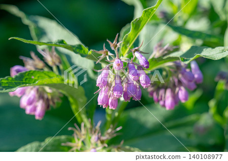 Beautiful flower Beautiful flower 140108977