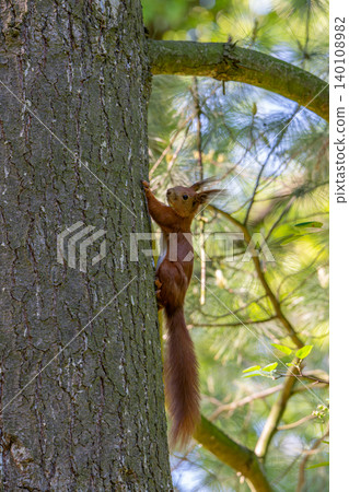 A red squirrel is holding a tree trunk on a cloudy spring day with green background A red squirrel is holding a tree trunk on a cloudy spring day with green background 140108982