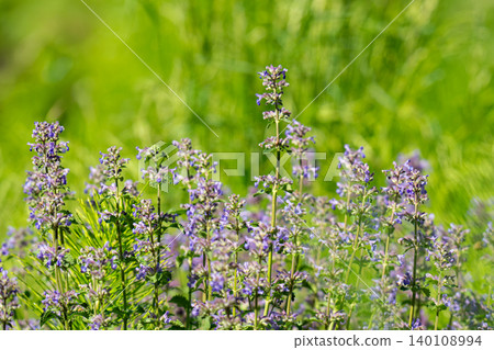 Stunning Purple Wildflowers Flourishing in a Lush Stunning Purple Wildflowers Flourishing in a Lush 140108994