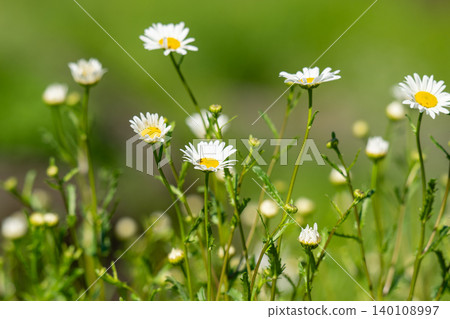 Group of Chamomile blossom in garden. Alternative medicine herbs. 140108997