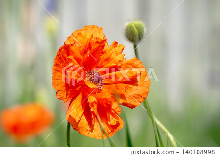 Beautiful flower with red petals. Beautiful flower with red petals. 140108998