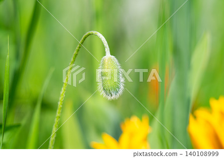 Beautiful flower with red petals. Beautiful flower with red petals. 140108999