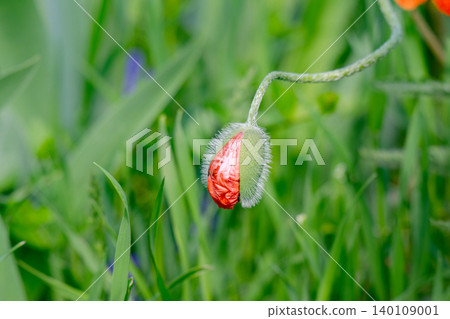 Beautiful flower with red petals. Beautiful flower with red petals. 140109001
