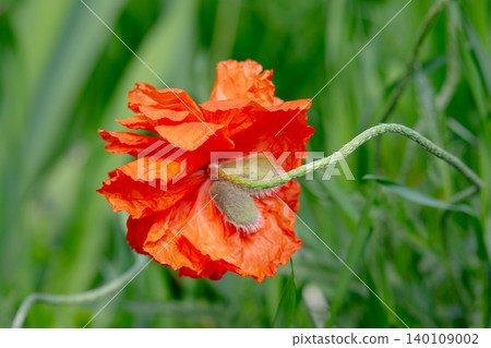 Beautiful flower with red petals. Beautiful flower with red petals. 140109002
