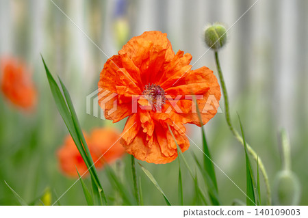 Beautiful flower with red petals. Beautiful flower with red petals. 140109003