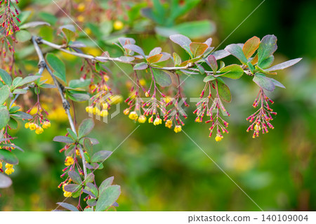 photo of a flowering barberry bush photo of a flowering barberry bush 140109004