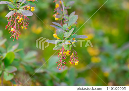 photo of a flowering barberry bush photo of a flowering barberry bush 140109005