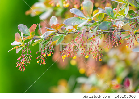 photo of a flowering barberry bush photo of a flowering barberry bush 140109006