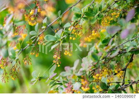 photo of a flowering barberry bush photo of a flowering barberry bush 140109007