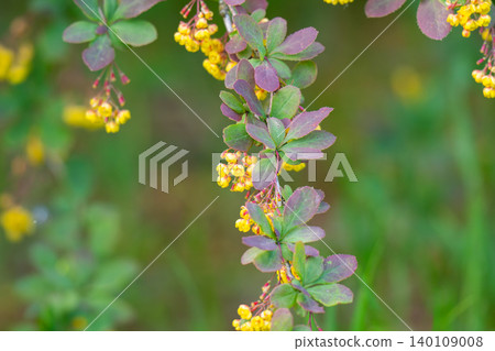 photo of a flowering barberry bush photo of a flowering barberry bush 140109008