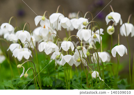 Blooming white wood anemone flower (Anemone sylvestris) in a meadow, close-up Blooming white wood anemone flower (Anemone sylvestris) in a meadow, close-up 140109010