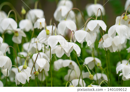 Blooming white wood anemone flower (Anemone sylvestris) in a meadow, close-up Blooming white wood anemone flower (Anemone sylvestris) in a meadow, close-up 140109012