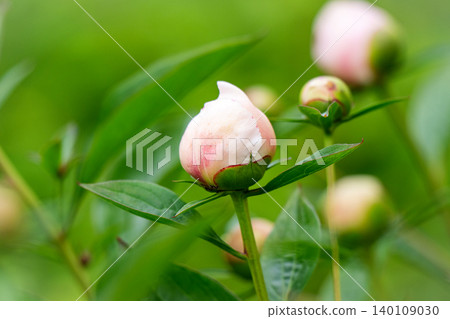 Petal of a white-pink peony Petal of a white-pink peony 140109030