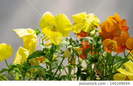 a flowerbed with pansies. a flowerbed with pansies. 140109044