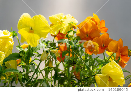 a flowerbed with pansies. a flowerbed with pansies. 140109045