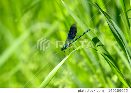 A blue dragonfly on the grass in close-up. 140109055