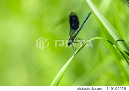 A blue dragonfly on the grass in close-up. A blue dragonfly on the grass in close-up. 140109056