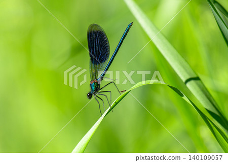 A blue dragonfly on the grass in close-up. A blue dragonfly on the grass in close-up. 140109057