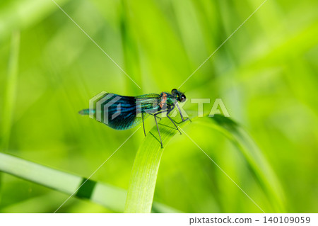 A blue dragonfly on the grass in close-up. 140109059