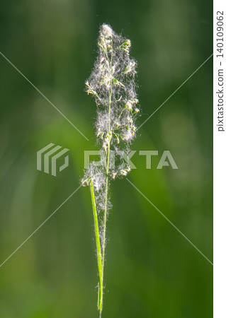 Beautiful green grass in a meadow Beautiful green grass in a meadow 140109062