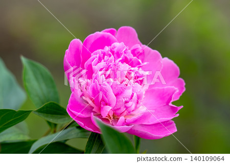 Beautiful pink peony Beautiful pink peony 140109064