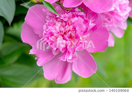 Beautiful pink peony Beautiful pink peony 140109068