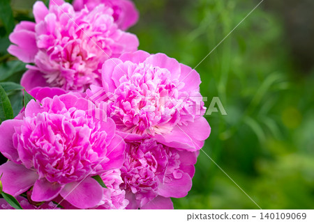 Beautiful pink peony Beautiful pink peony 140109069